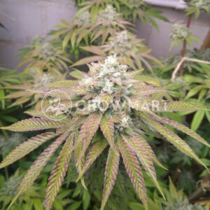 Pineapple_Chem_Auto_seminka_konopi