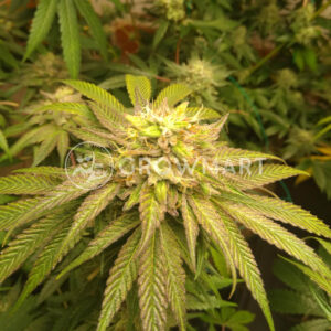 Pineapple_Chem_Auto_seminka_konopi