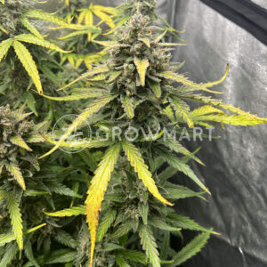 Pineapple_Express_Auto_Autoflowering_semínka_konopí