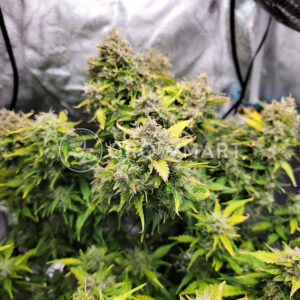 Pineapple_Express_Auto_Autoflowering_semínka_konopí
