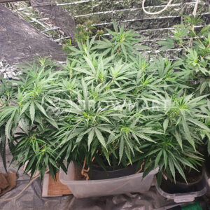 Pineapple_Haze_Regular_Regulérní_semínka_konopí