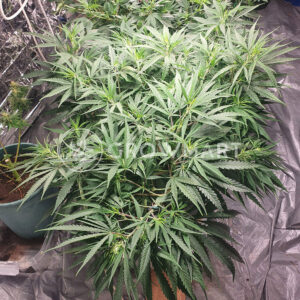 Pineapple_Haze_Regular_Regulérní_semínka_konopí