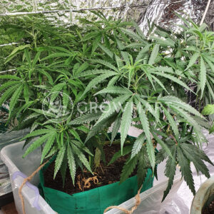 Pineapple_Haze_Regular_Regulérní_semínka_konopí