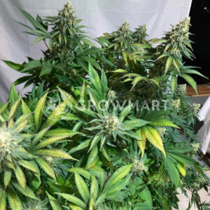 Pineapple_Skunk_seminka_konopi