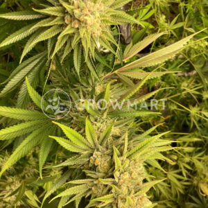 Pineapple_Skunk_seminka_konopi