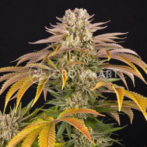 Pineapple_express_seminka_konopi