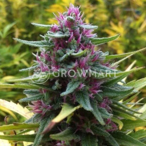 Pink_Plant_Feminizované_semínka_konopí