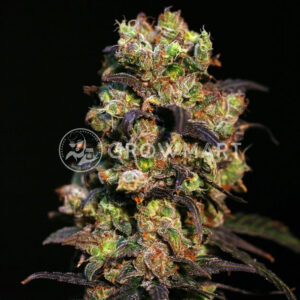 Pink_Plant_Feminizované_semínka_konopí