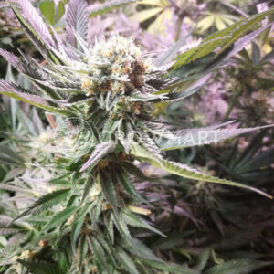 Power_Russian_Feminizovana_seminka_konopi