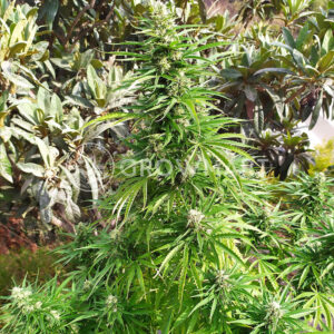 Power_Skunk_Feminizované_Semínka_konopí