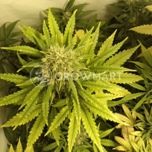 Pulsar_Feminizovaná_semínka_konopí