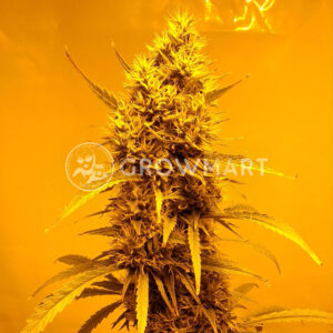 Pulsar_Feminizovaná_semínka_konopí