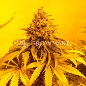 Pulsar_Feminizovaná_semínka_konopí
