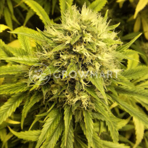 Pulsar_Feminizovaná_semínka_konopí