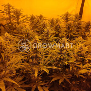 Pure_Power_Plant_Regulerni_seminka_konopi