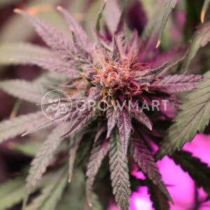 Purple_1_Feminizovaná_semínka_konopí