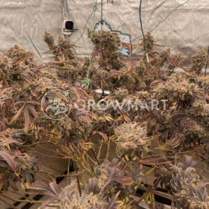 Purple_Ghost_Candy_seminka_konopi