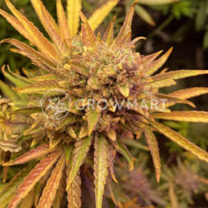 Purple_Lemonade_Auto_Autoflowering_semínka_konopí