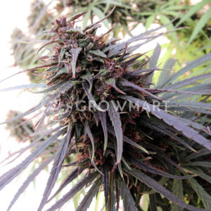 Purple_Pakistan_Haze_Feminizovana_seminka_konopi