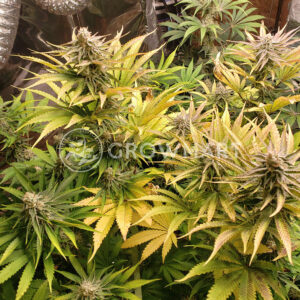 Purple_Punch_Feminizované_semínka_konopí