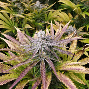 Purple_Punch_Feminizované_semínka_konopí