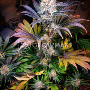 Purple_Punch_Feminizované_semínka_konopí
