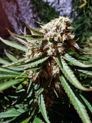 Purple_Punch_Seminka_Konopi_4