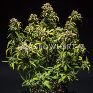 Purple_Punch_Auto_seminka_konopi