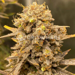 Purple_Punch_Auto_Autoflowering_semínka_konopí