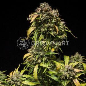 Purple_Punch_Auto_seminka_konopi