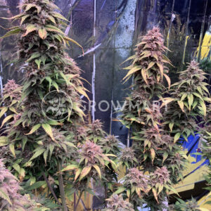 Purple_Punch_Auto_seminka_konopi
