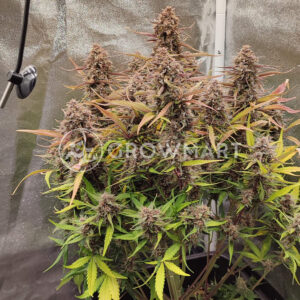 Purple_Punch_OG_XL_Auto_Seminka_Konopi_2