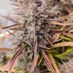 Purple_Punch_OG_XL_Auto_Seminka_Konopi_4