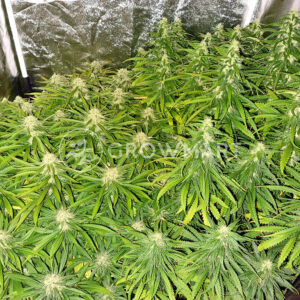 Purple_Punch_Seminka_Konopi_1