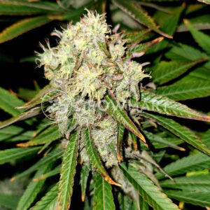 Purple_Punch_Seminka_Konopi_3
