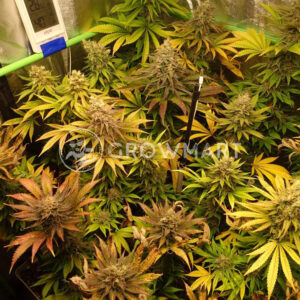 Purple_Queen_Feminizovaná_semínka_konopí