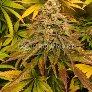 Purple_Queen_Feminizovaná_semínka_konopí
