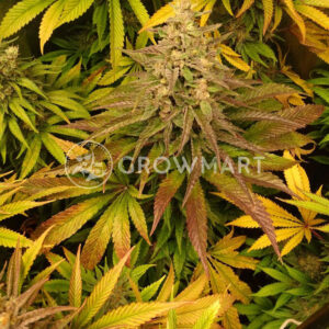 Purple_Queen_Feminizovaná_semínka_konopí