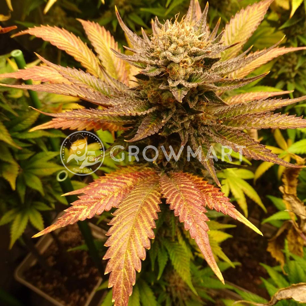 Purple_Queen_Feminizovaná_semínka_konopí