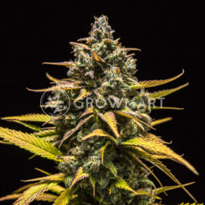 Purple_Queen_Automatic_Autoflowering_semínka_konopí