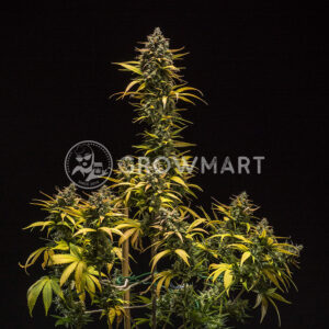 Purple_Queen_Automatic_Autoflowering_semínka_konopí