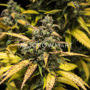 Purple_Queen_Automatic_Autoflowering_semínka_konopí
