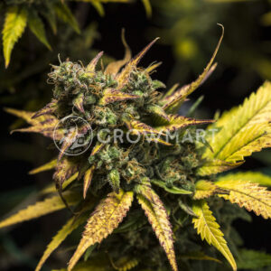 Purple_Queen_Automatic_Autoflowering_semínka_konopí