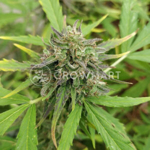 Purple_Russian_Express_Feminizovaná_semínka_konopí