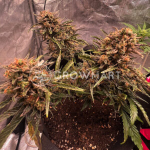 Purple_Skunk_Auto_seminka_konopi