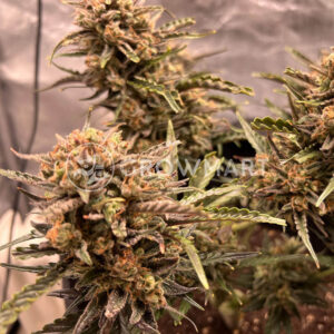 Purple_Skunk_Auto_seminka_konopi