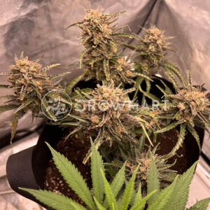 Purple_Skunk_Auto_seminka_konopi