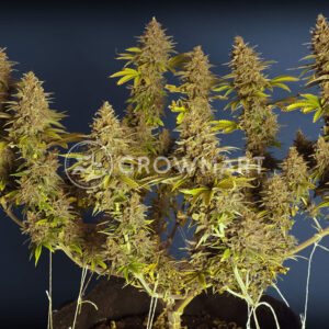 Purple_Urkle_Feminizované_semínka_konopí
