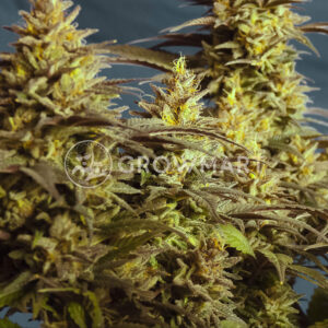 Purple_Urkle_Feminizované_semínka_konopí