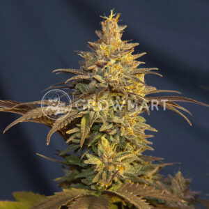 Purple_Urkle_Feminizované_semínka_konopí